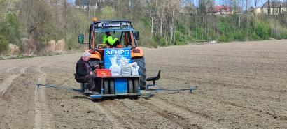 Pflanzmaschine, Pappel, Weide, Energiewald, Kurzumtrieb