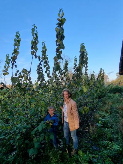 Pappel Zuwachs Energiewald Energieholz Nahwärme