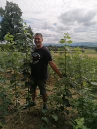 Pappel Zuwachs Energiewald Energieholz Nahwärme