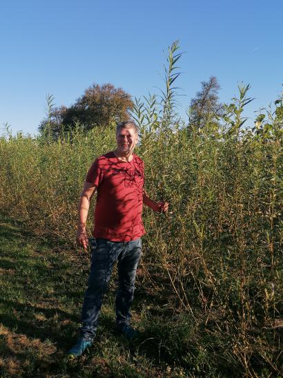 Pappel Weide Energieholz Energiewald Zuwachs Nahwärme