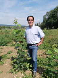 Pappel Zuwachs Energiewald Energieholz Nahwärme