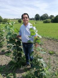 Pappel Zuwachs Energiewald Energieholz Nahwärme
