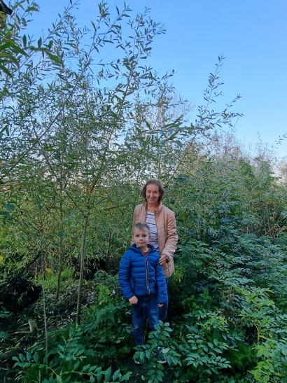 Pappel Zuwachs Energiewald Energieholz Nahwärme