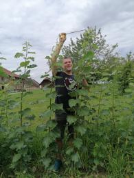 Pappel Zuwachs Energiewald Energieholz Nahwärme